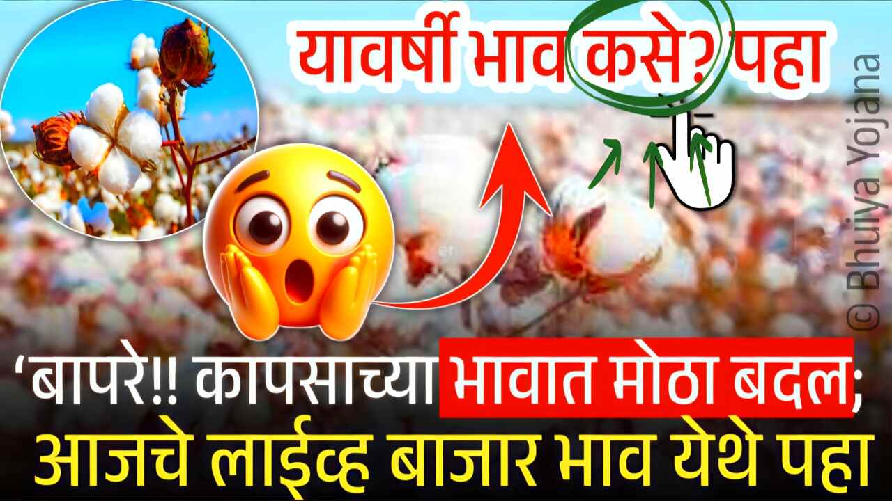 यंदा कापसाला ‘इतका’ बाजार भाव मिळणार; हमीभाव मिळणार का? मोठी घोषणा Cotton Price