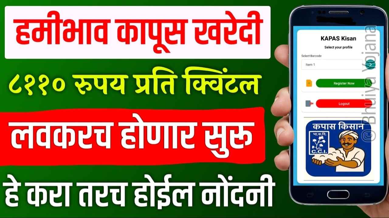 कापसाला १०,००० रुपये क्विंटल भाव मिळणार; पण त्यासाठी ‘हे’ काम करा अन्यथा होईल नुकसान Cotton Rate